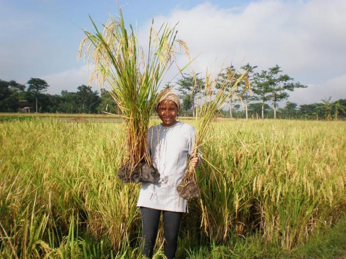 Bantuan Beras Pangan 2025