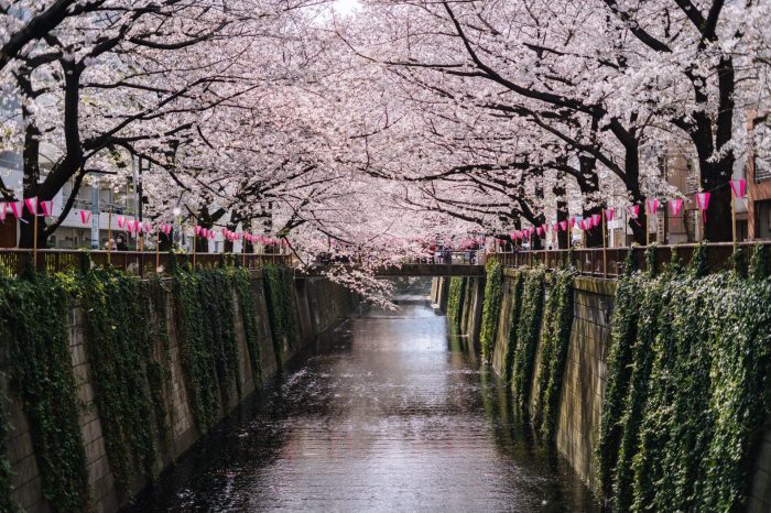 Bulan Maret Musim Apa Di Jepang