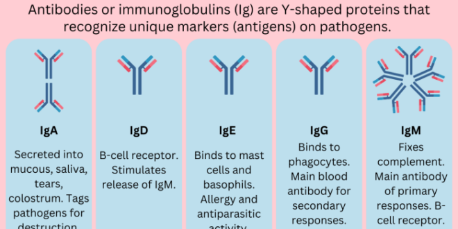Contoh Surat Antigen