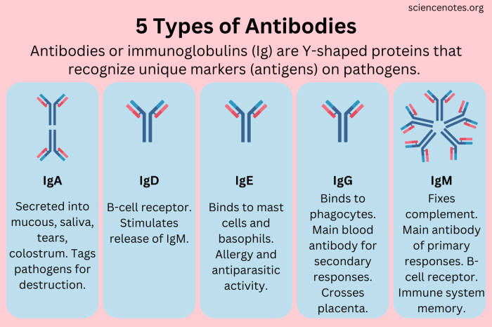 Contoh Surat Antigen
