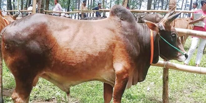 Harga Sapi Kurban 2025