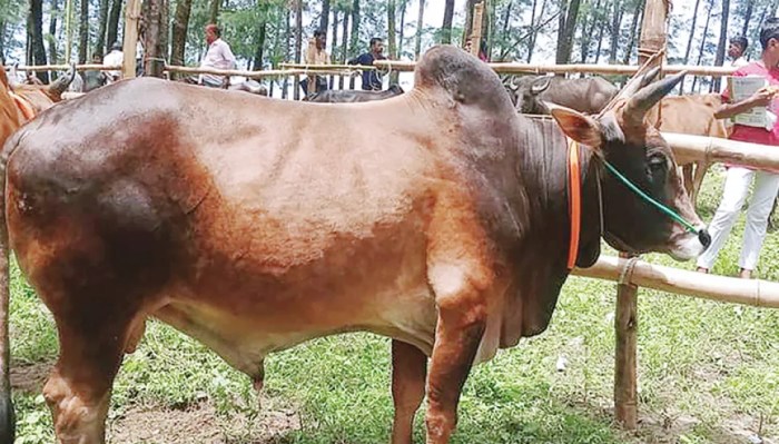 Harga Sapi Kurban 2025