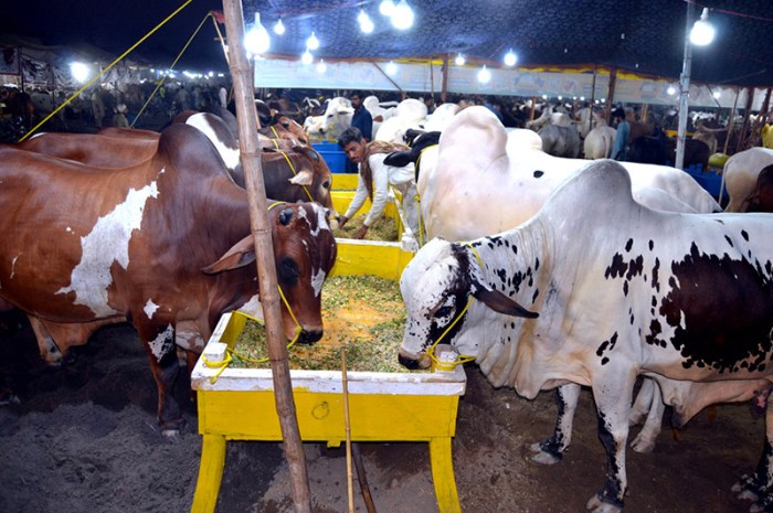 Harga Sapi Kurban 2025