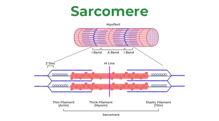 Muscle smooth what cell medbullets contractions ecc topic step force Mekanisme Kerja Otot 2025