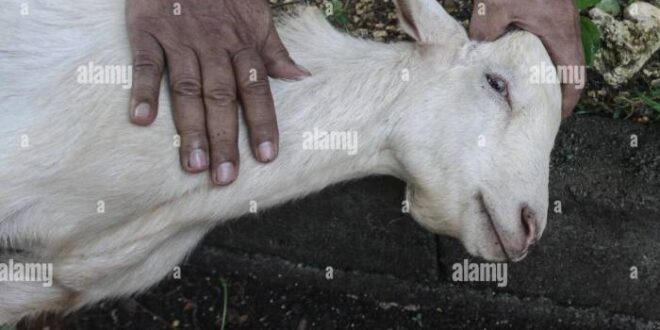 Harga Kambing Qurban 2025