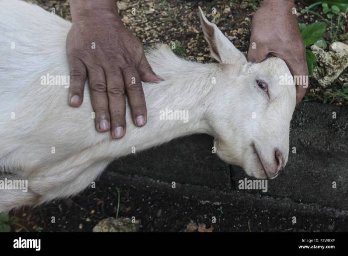 Harga Kambing Qurban 2025