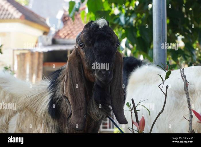 Harga Kambing Qurban 2025