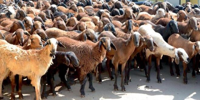 Sacrificial nepal hager ruth patan lalitpur goats durbar