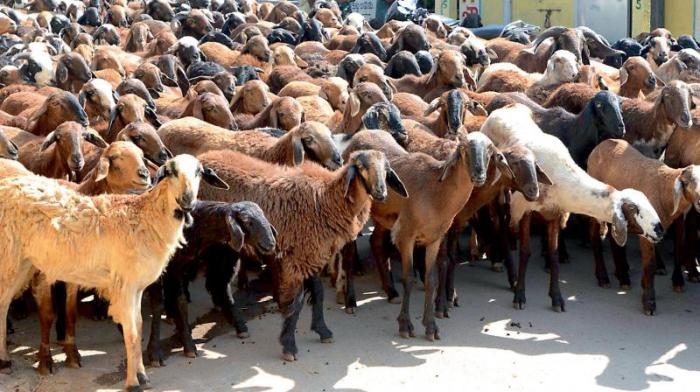 Sacrificial nepal hager ruth patan lalitpur goats durbar Sacrificial nepal hager ruth patan lalitpur goats durbar