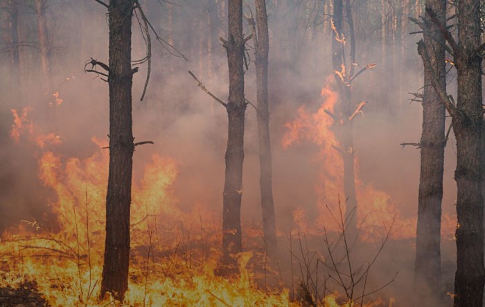 Fire april causes fires complex addressing forest combats fighter Contoh Artikel Tentang Kebakaran Hutan