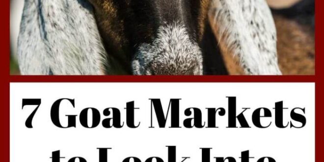 Harga Kambing 2025
