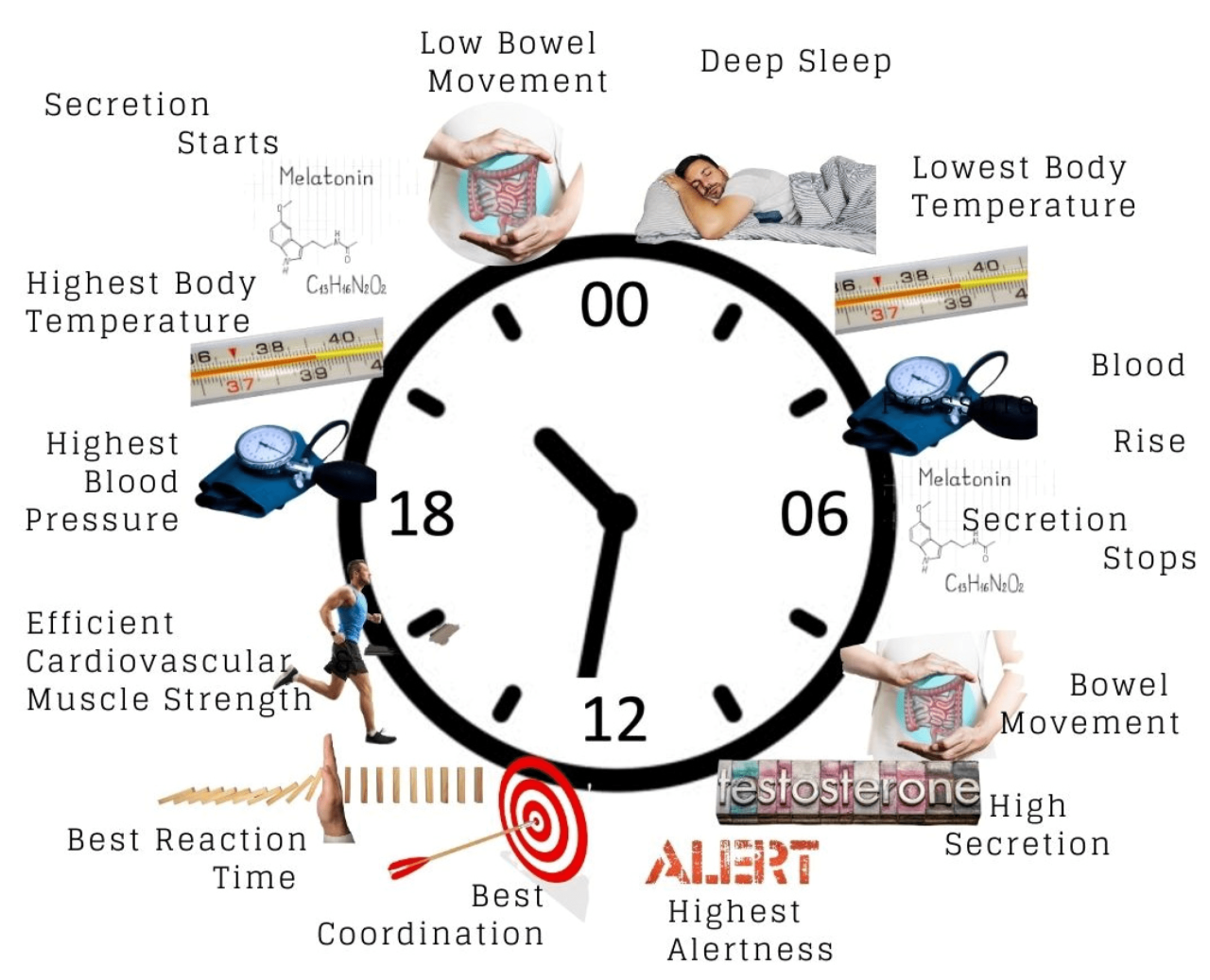 Jam Kerja Organ Tubuh 2025