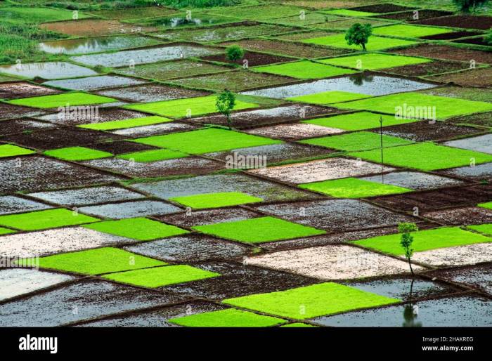 Contoh Penulisan Kwitansi Gadai Sawah