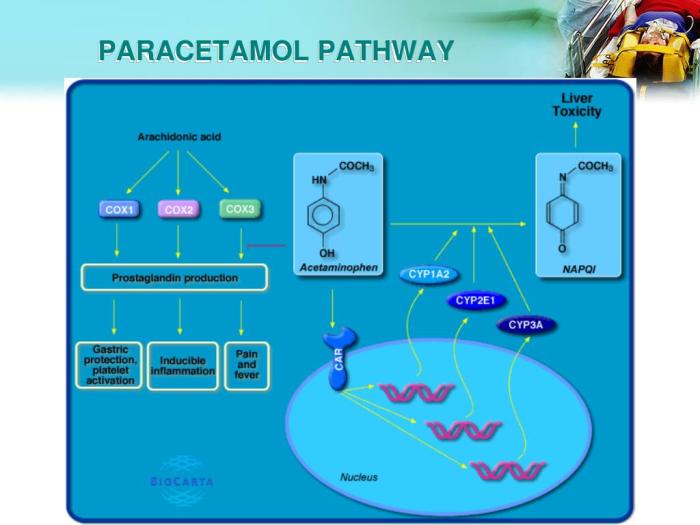 Paracetamol metabolism pharmacology synthesis pharmacological actions therapeutic findings toxicity