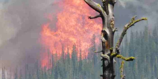 Contoh Artikel Tentang Kebakaran Hutan